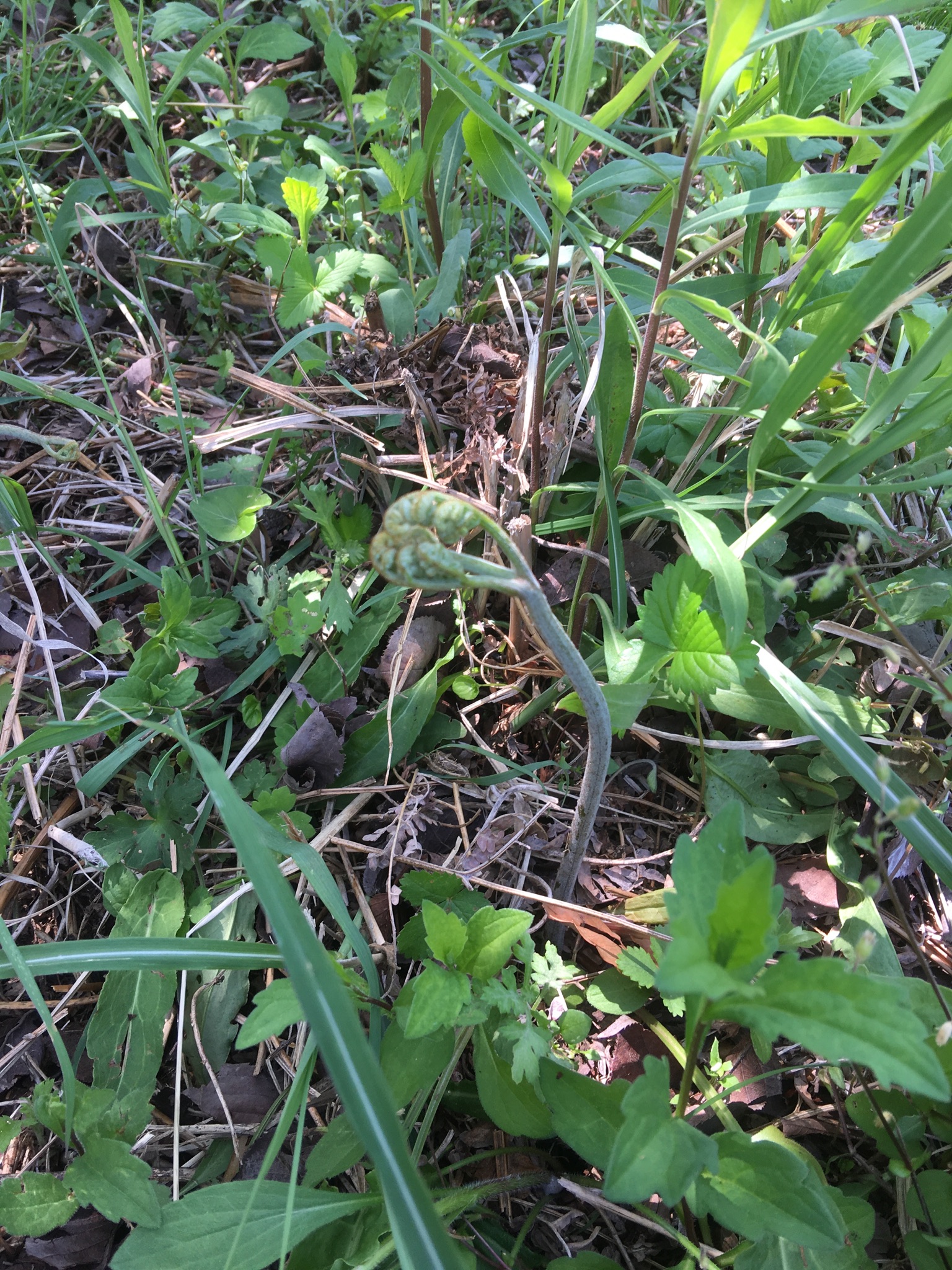 19627E15 7E64 4556 8E60 6AD9EAFCD44F